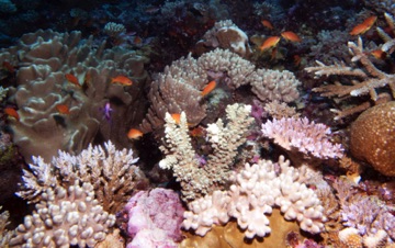 Coral